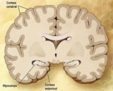 Alzheimer, the only major disease yet to be conquered, current progress and related companies